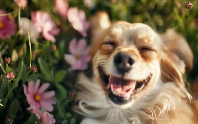Here you can include an image of a happy and healthy dog.