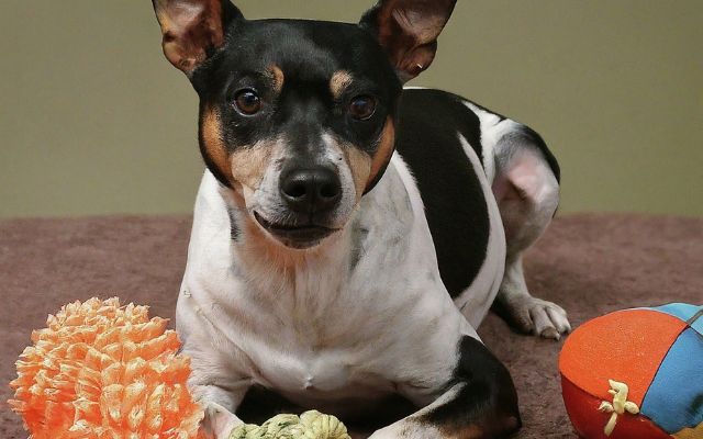 A Rat Terrier with an assortment of safe and entertaining chew toys