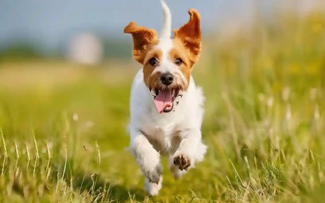 A captivating image of a dog joyfully running through a field with its tongue lolling out