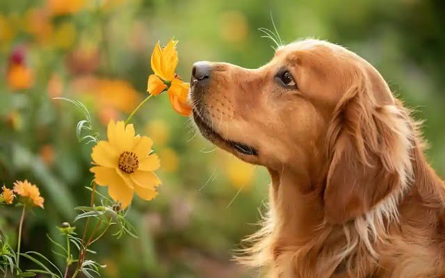 A captivating image showcasing a dog excitedly sniffing a flower on a nature walk