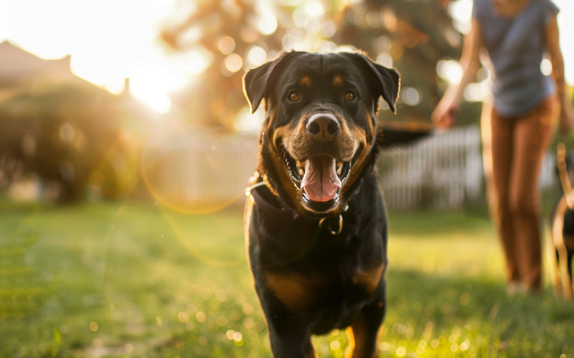 A happy adopted Rottweiler playing in a yard with its new family