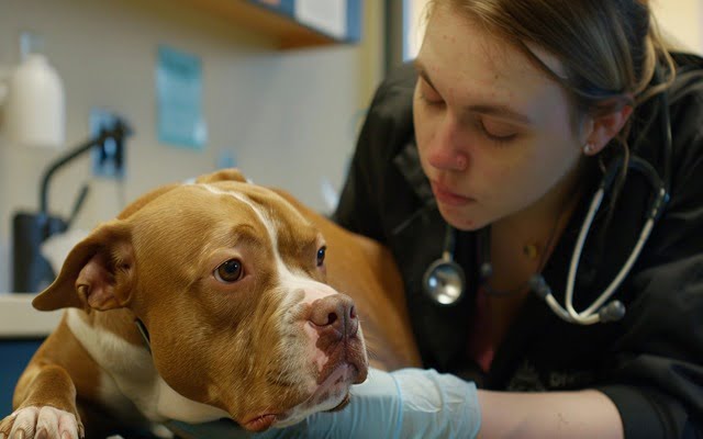 A veterinarian examining a dog's skin