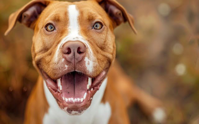 A happy Pitbull dog's face, showcasing their friendly expression