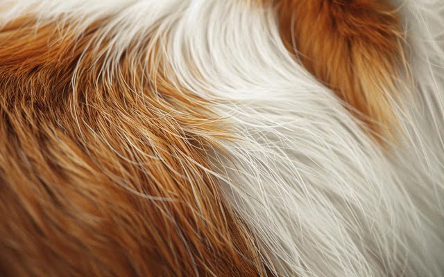 Close-up photo of Cavalier's fur.