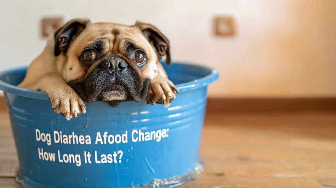 Dog Diarrhea After Food Change: How Long Will It Last?