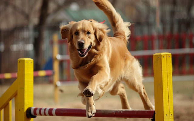 illustration image: Golden Retriever excelling in an agility competition