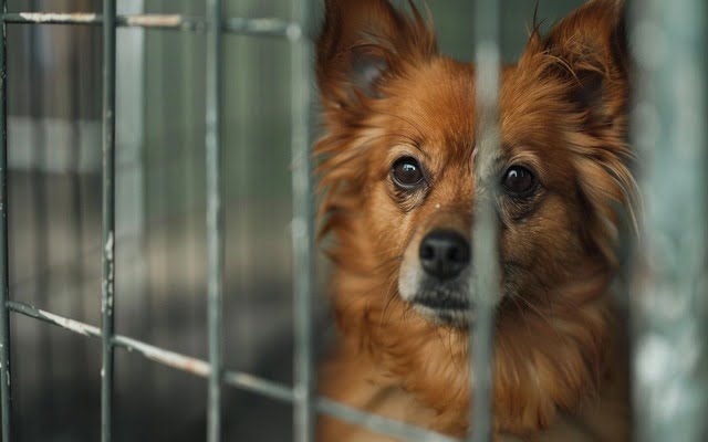Picture of a German Spitz at a dog rescue shelter.