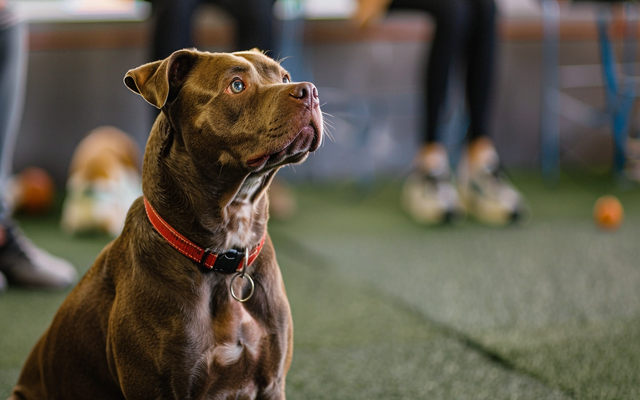 A Pitbull-type dog sitting attentively at a training class