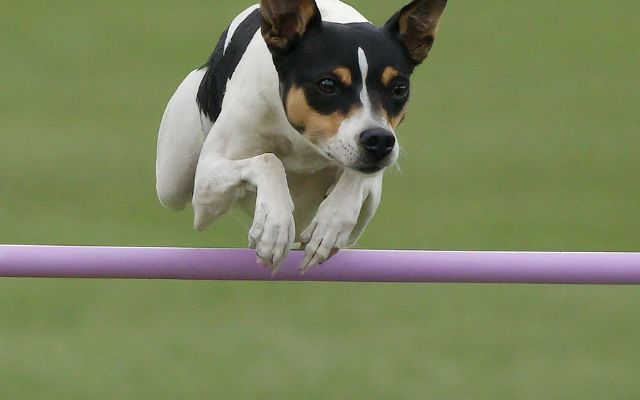 Rat Terrier leaping over agility obstacles