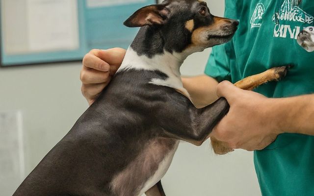 a veterinarian examining a Rat Terrier's legs and joints