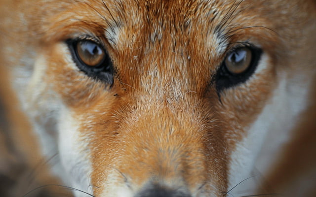 A close-up photo of a Shiba Inu's fox-like face, showcasing their expressive eyes and perky ears