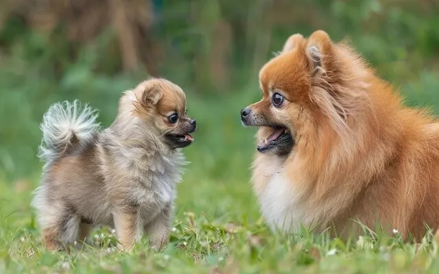 A fluffy Pomeranian givingother a serious barkfest at a dog other