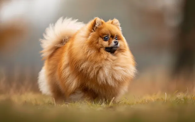 A photo of a fluffy Pomeranian with its tail curled over its back, looking alert and playful
