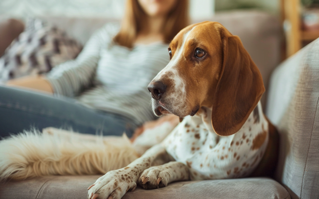 An American English Coonhound sitting next to a person on a couch