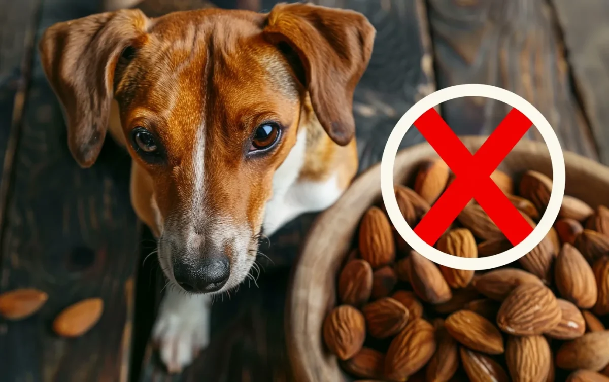 Can Dogs Eat Almonds Risks Safe Alternatives e1714989637808