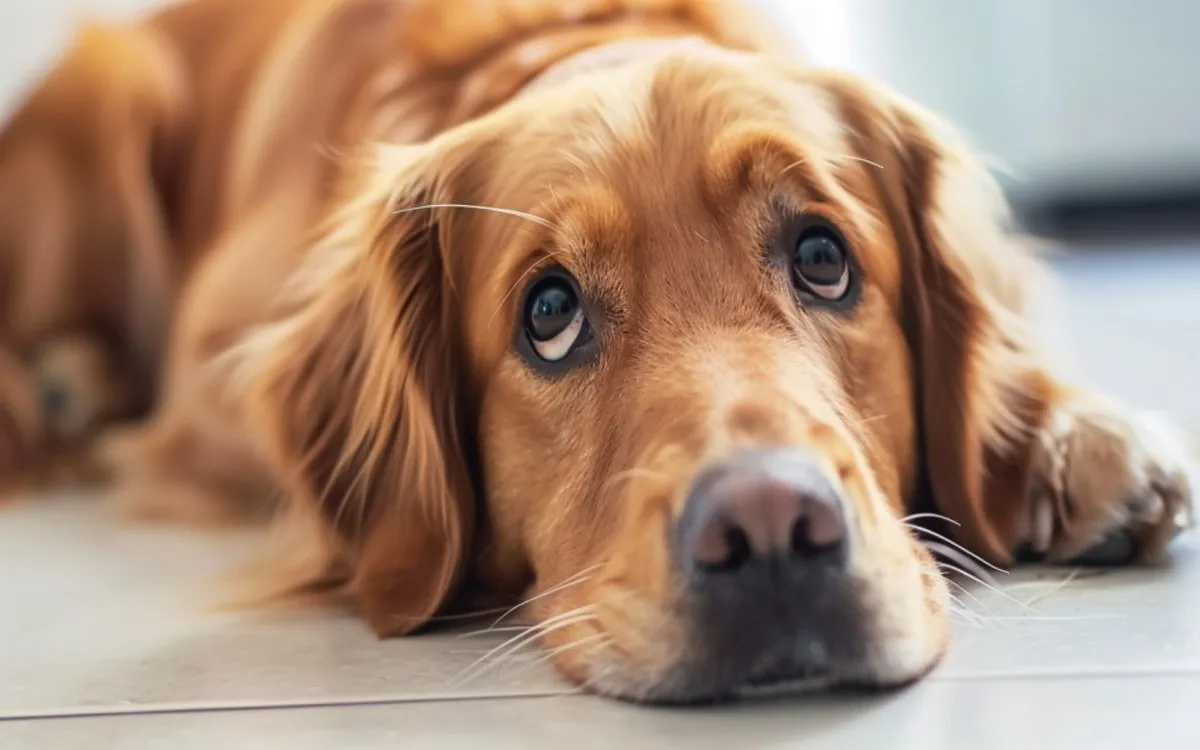 Dog Anxious for No Reason Causes, Signs & How to Help
