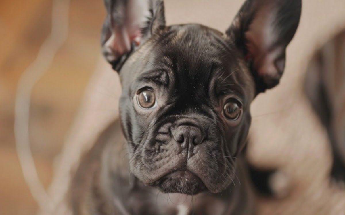 Hairless French Bulldogs Adorably Unique But Are They Right for You