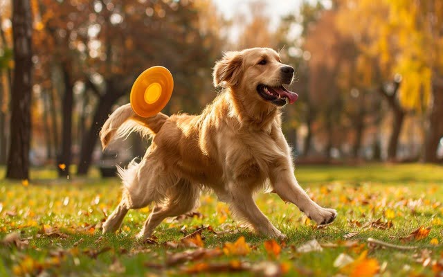Image showcasing a Golden Retriever joyfully retrieving a frisbee in a park.
