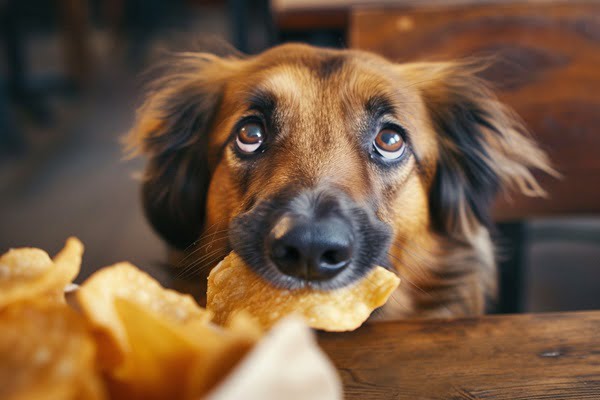 Photo of a dog with a bag of chips stuck to it's nose