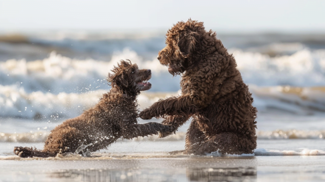 Portuguese Water Dog playfully wrestling on the beach