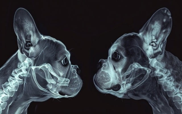 X-ray of the skull of a French Bulldog compared to a breed with a longer face