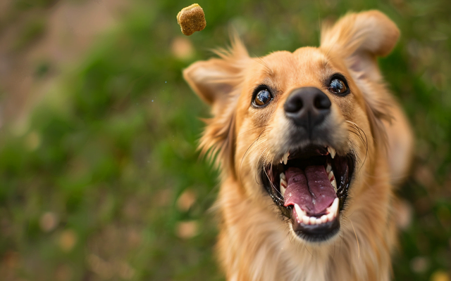 A dog happily sitting while a treat is tossed just out of reach