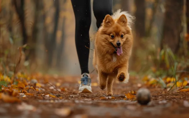 A Finnish Spitz running alongside a person jogging
