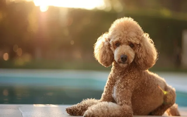 Apricot Poodle Basking in the Sun