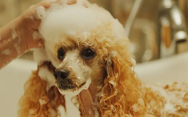 Apricot Poodle Getting a Luxurious Bath