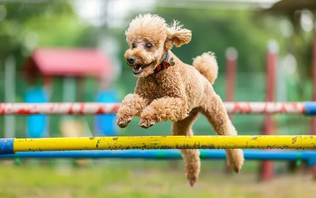 Apricot Poodle Mastering Agility Training