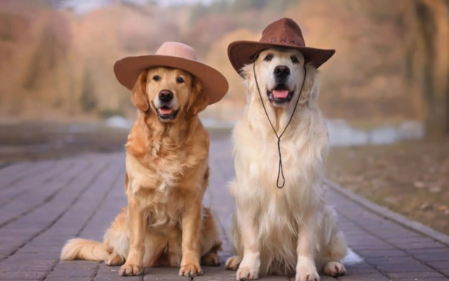 English Golden Retriever