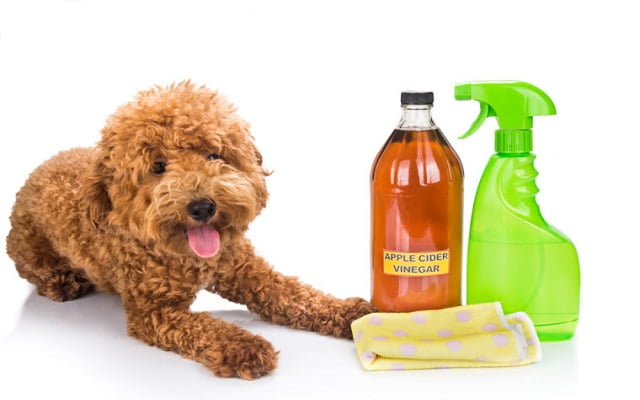 Home remedies for fleas on dogs