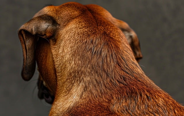 Illustration: Close-up of the back of a Rhodesian Ridgeback