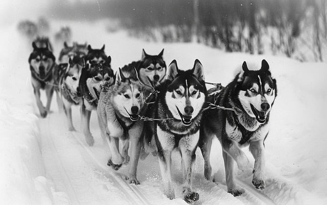 Illustration: An old black and white photo of a sled dog team pulling a sled, with Alaskan Malamutes