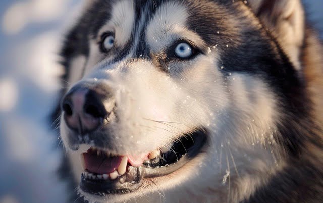 Illustration: Close-up of the expressive face of the Alaskan Malamute