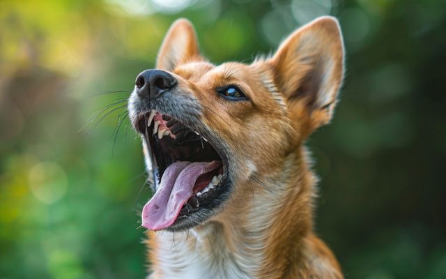 A dog panting heavily after exercise, illustrating normal canine breathing sounds.