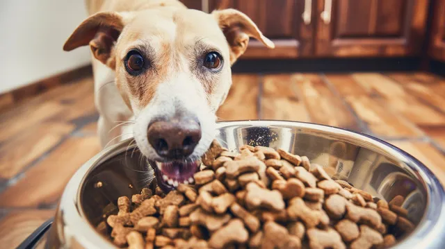 A happy dog enjoying a meal from a full food bowl, illustrating the benefits of buying dog food in bulk