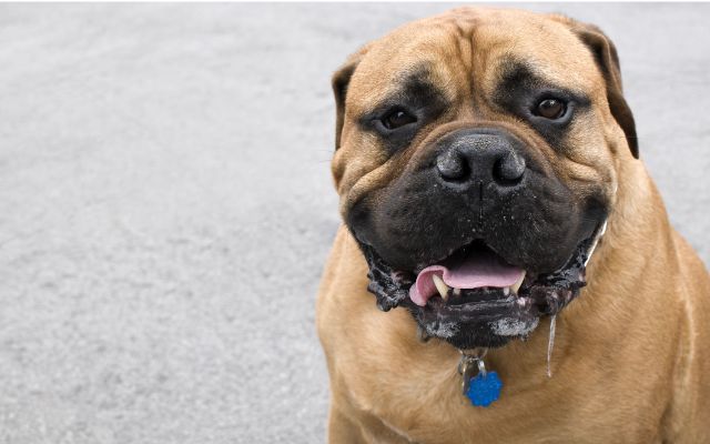 Bullmastiff drooling