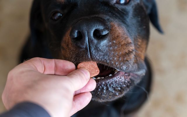 Dog eating rock habit