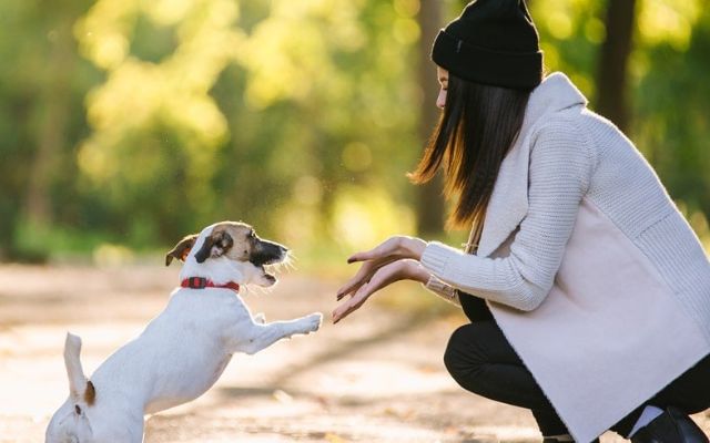 Dog playing with her owner