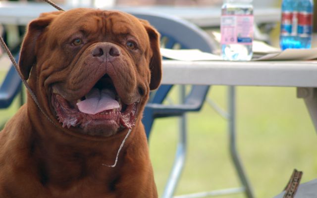 Dogue de Bordeaux drooling