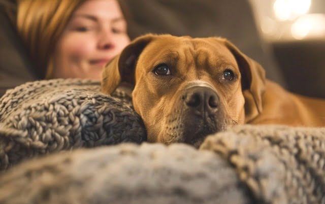 Illustration: A American Bulldog Lab Mix cuddled up on a couch with a family member