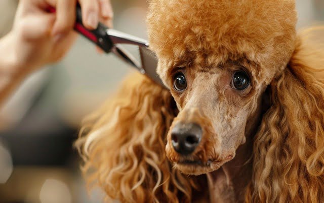 Standard Poodle being groomed