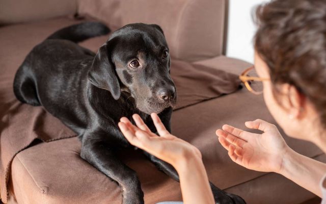 The Pawsitive Bond