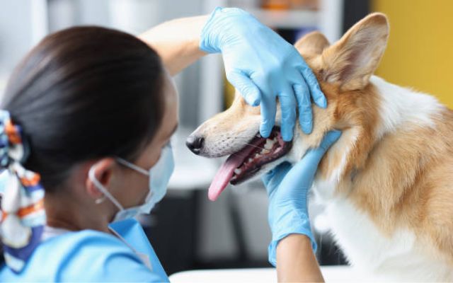 Veterinarian examining a dog's tongue to determine if black spots are normal or require further investigation.