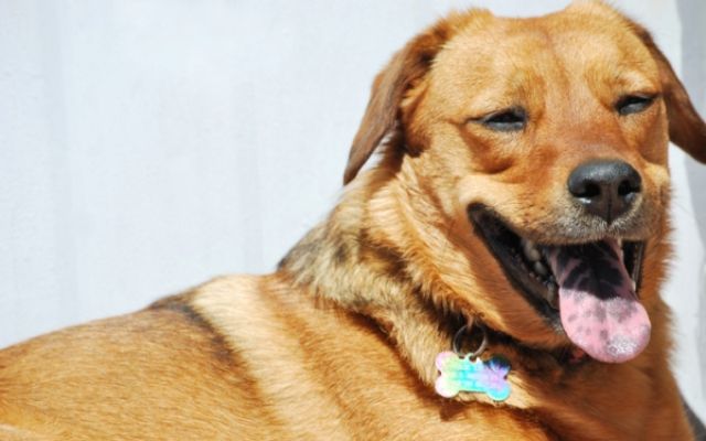 a dog with black spots on tongue