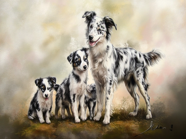 A Blue Merle Border Collie with its littermates