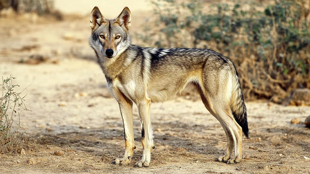 A Saarloos Wolfdog standing in a natural setting