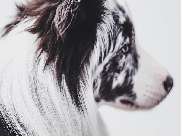 A close-up of a Blue Merle Border Collie's coat highlighting the merle pattern