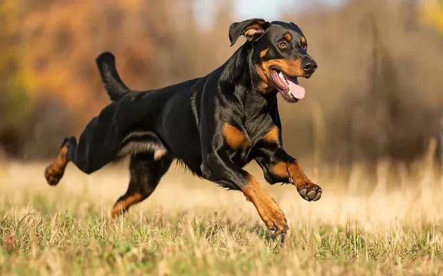 Beauceron-Athleticism-and-intelligence-in-action.-Bred-to-work-born-to-excel